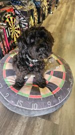Dart Doggie Bed Medium Size