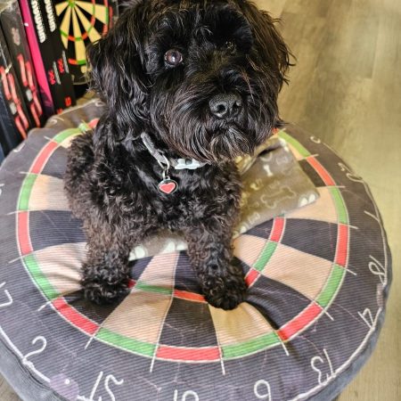 Dart Doggie Bed Medium Size